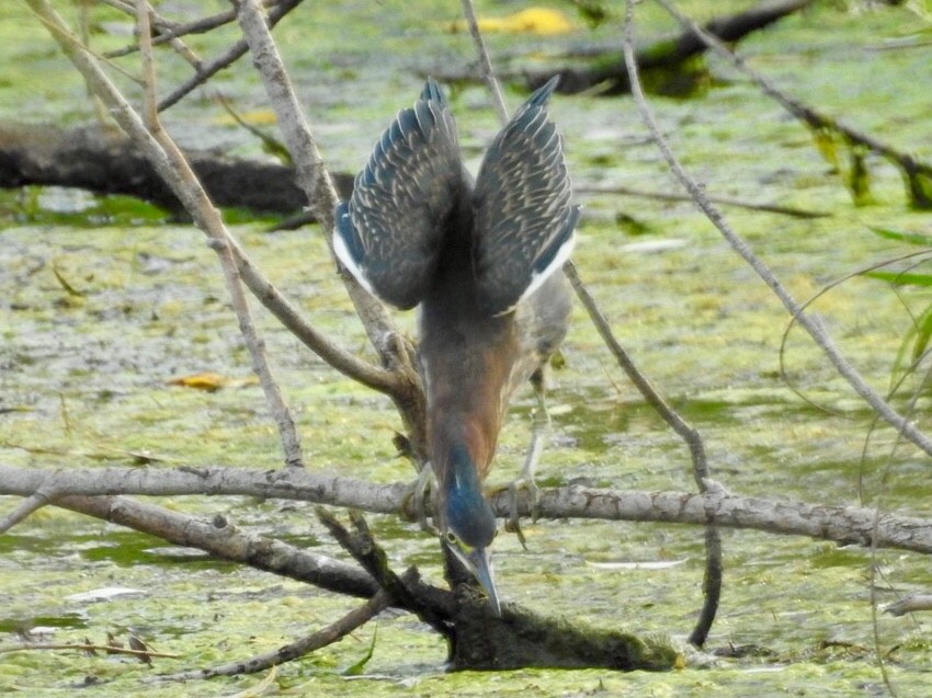 Green Heron - ML172422911