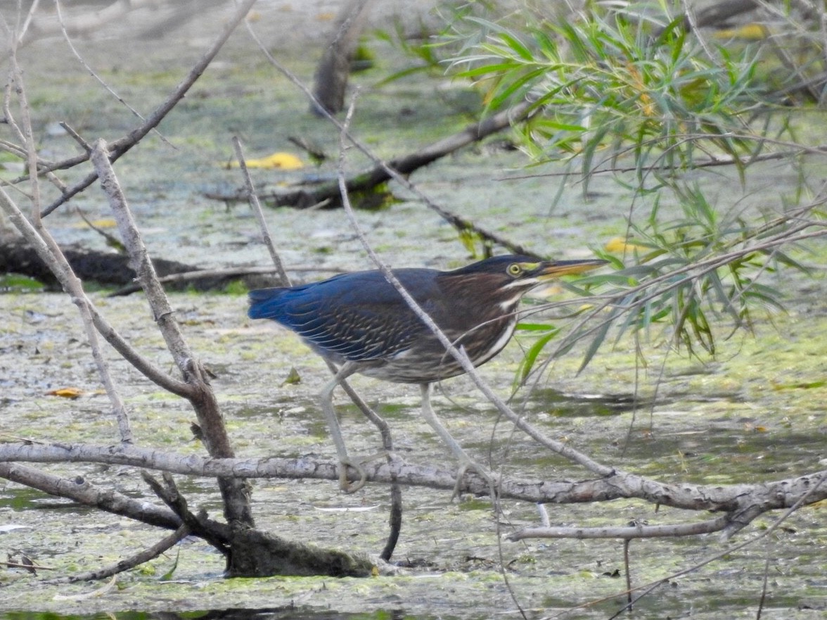 Green Heron - ML172422921