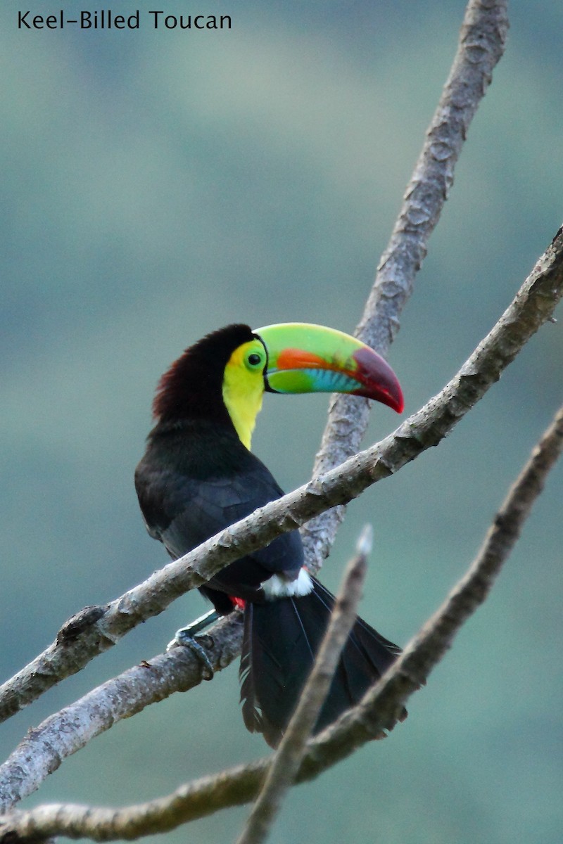 Keel-billed Toucan - ML172423071