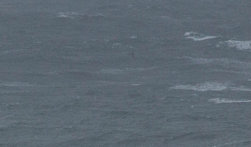 Albatros à queue courte - ML172423221
