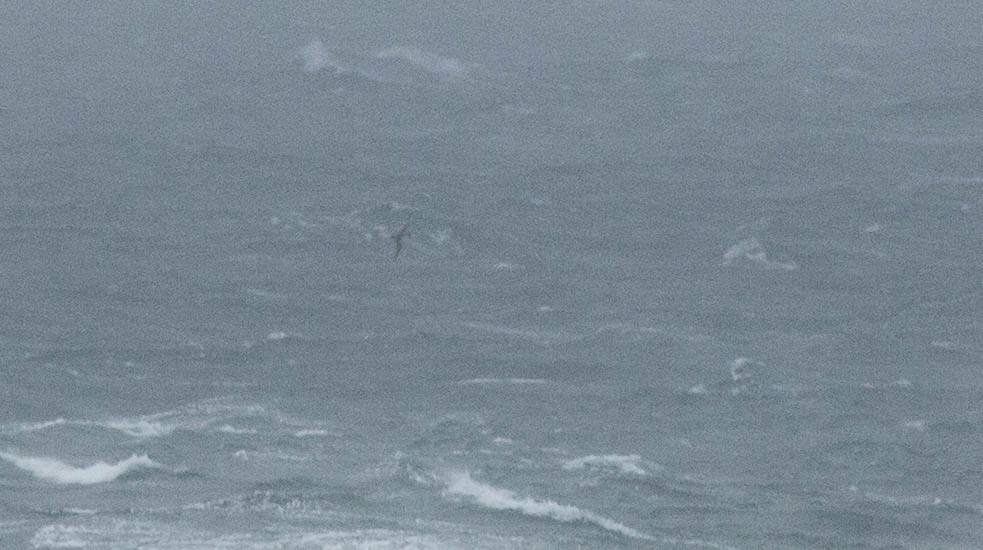 Short-tailed Albatross - Doug Gochfeld