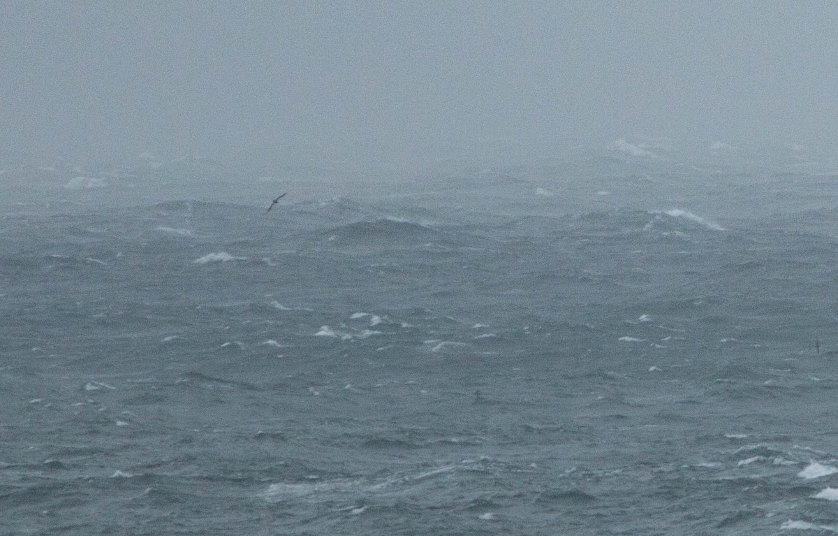 Albatros à queue courte - ML172423271