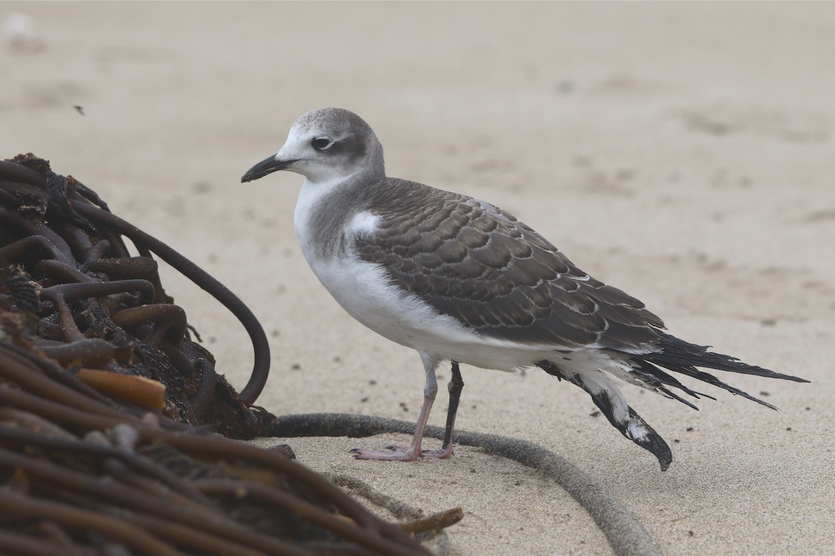 Sabine's Gull - ML172423791