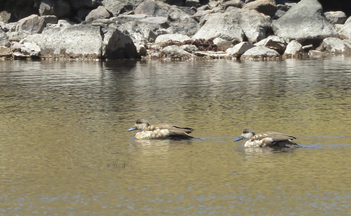 Crested Duck - ML172424141