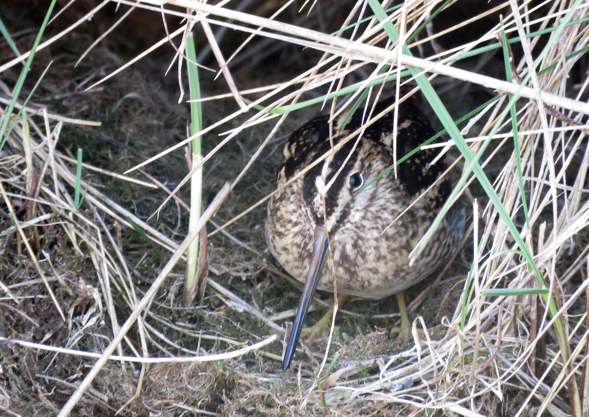 Puna Snipe - ML172424431