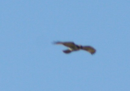 Red-tailed Hawk - ML172424741