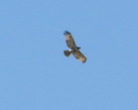 Red-tailed Hawk - ML172424781