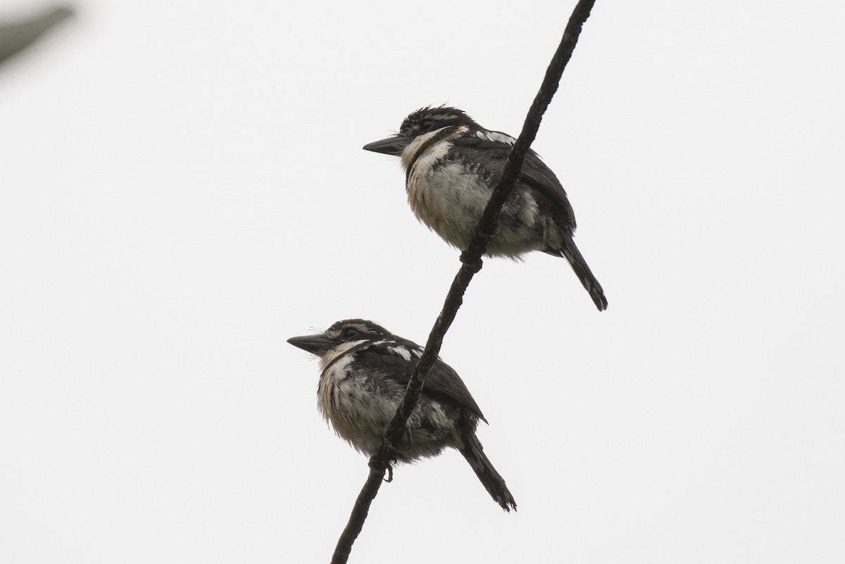 Pied Puffbird - ML172424961