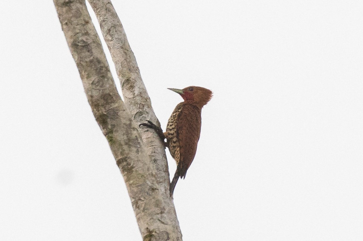 Cinnamon Woodpecker - ML172425131