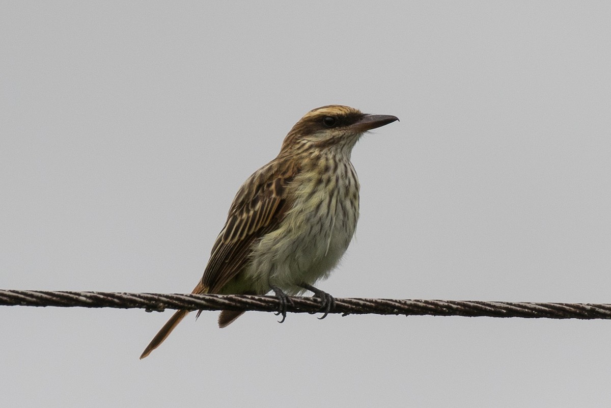 Streaked Flycatcher - ML172425281