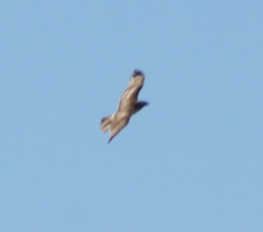 Red-tailed Hawk - ML172425541