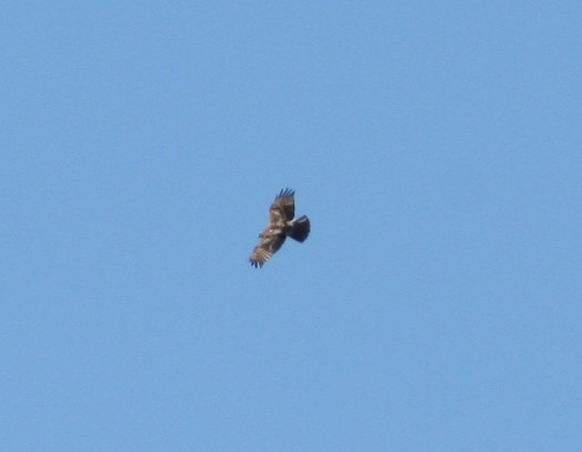 Red-tailed Hawk - Paul Sellin