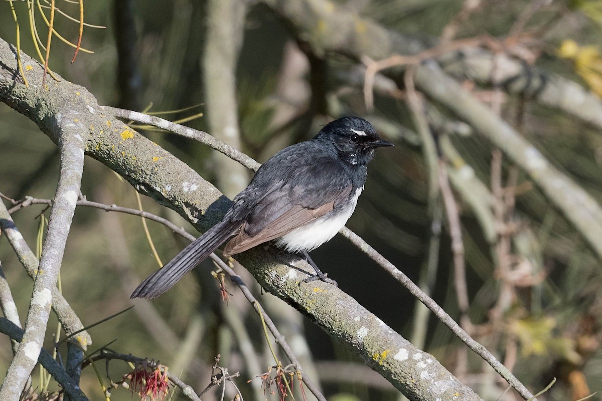 Willie-wagtail - ML172427741