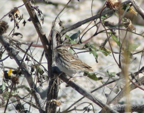 Savannah Sparrow - ML172428571
