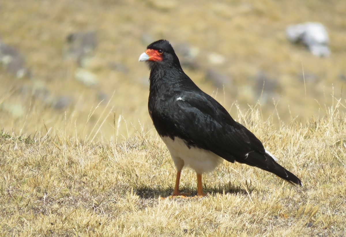Mountain Caracara - ML172428871