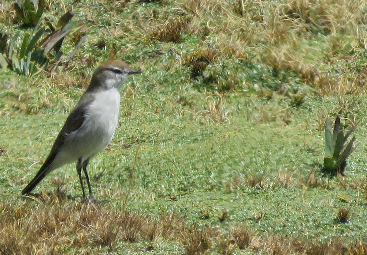 White-browed Ground-Tyrant - ML172428891