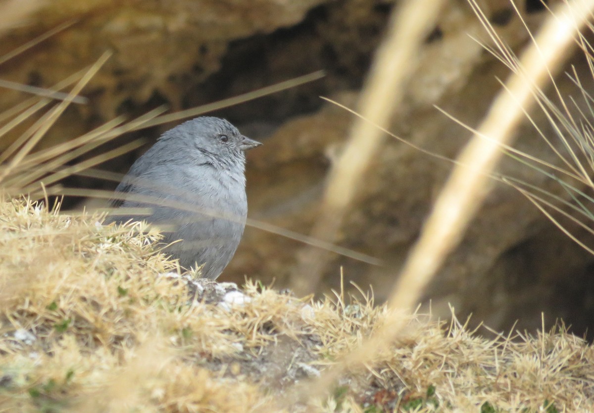Plumbeous Sierra Finch - ML172428931