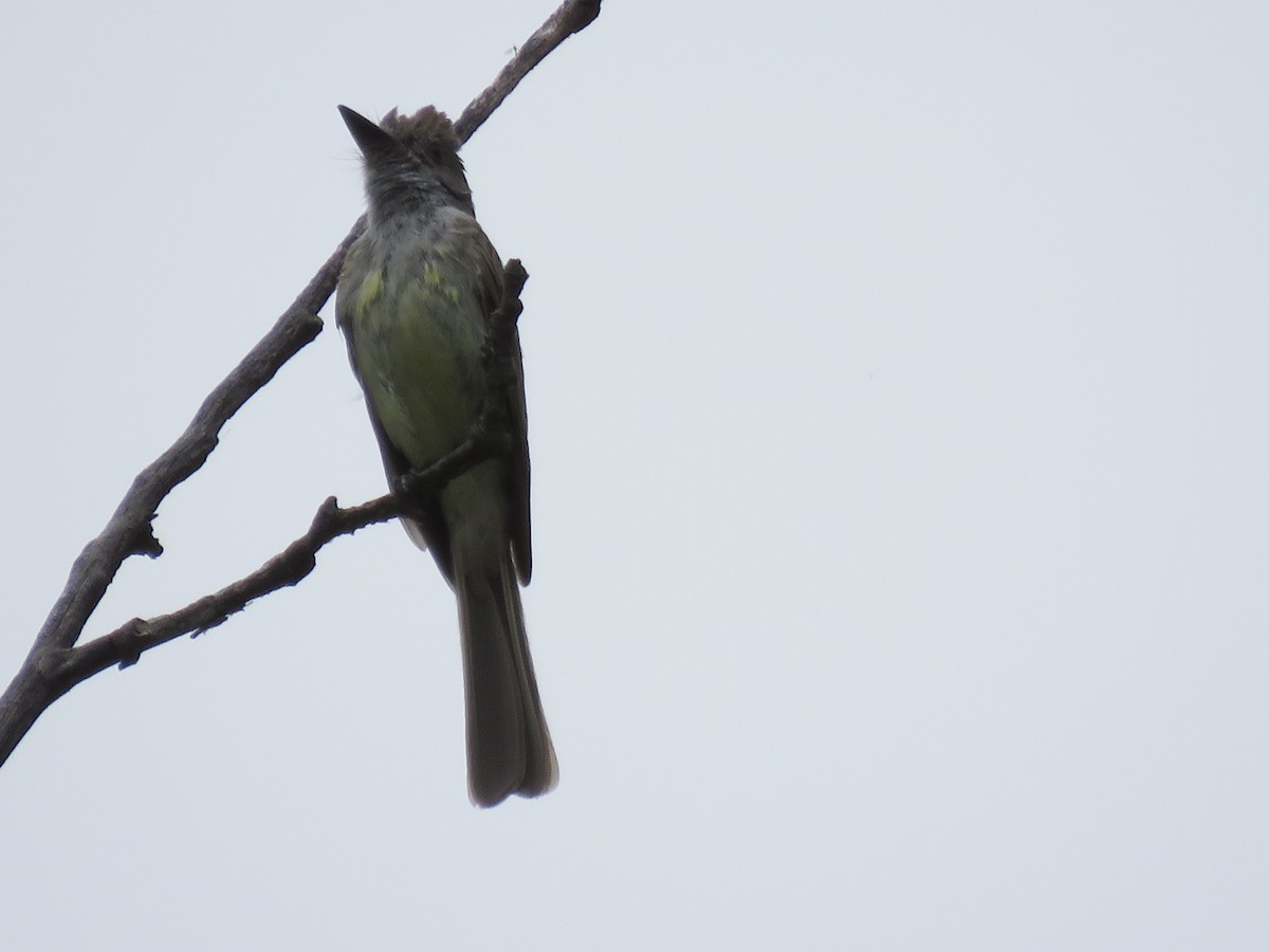 Dusky-capped Flycatcher (olivascens) - ML172428991