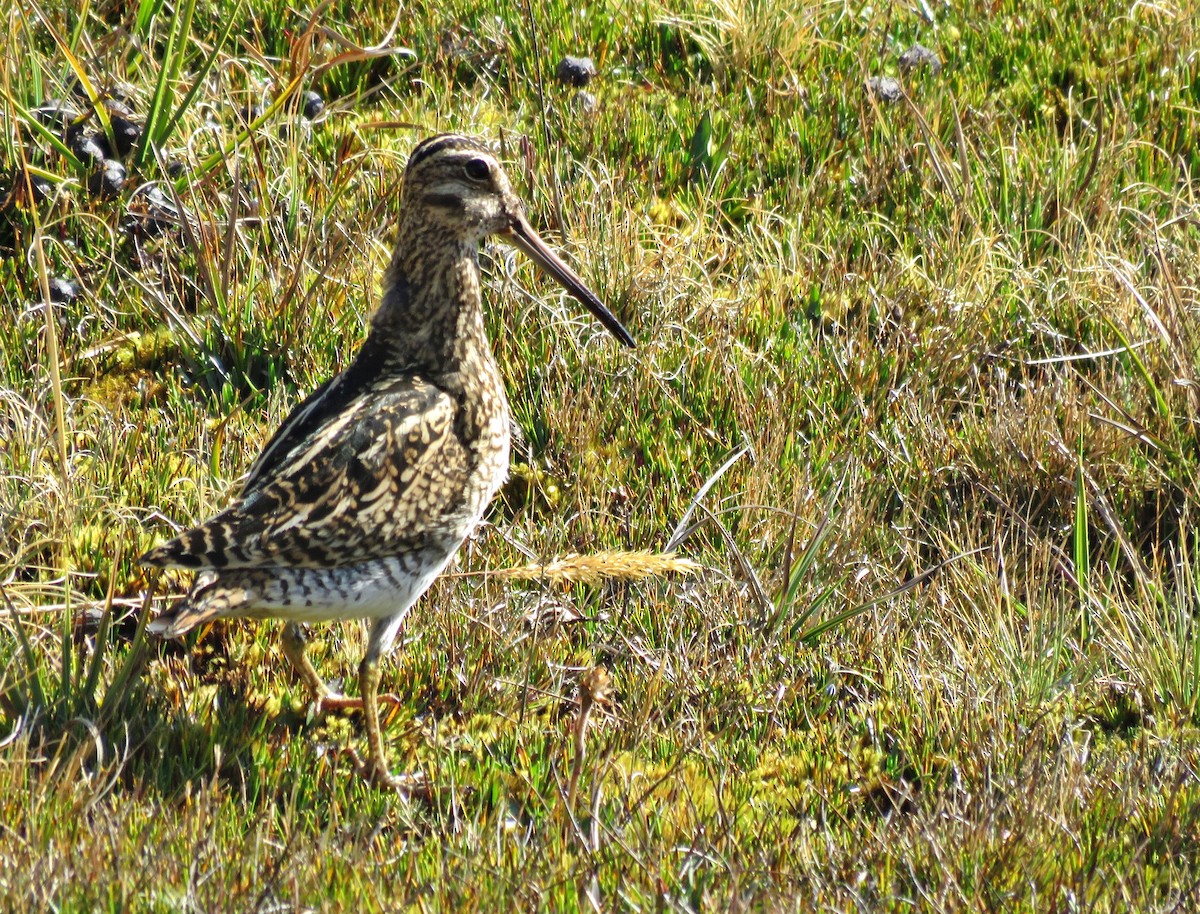Puna Snipe - ML172429121