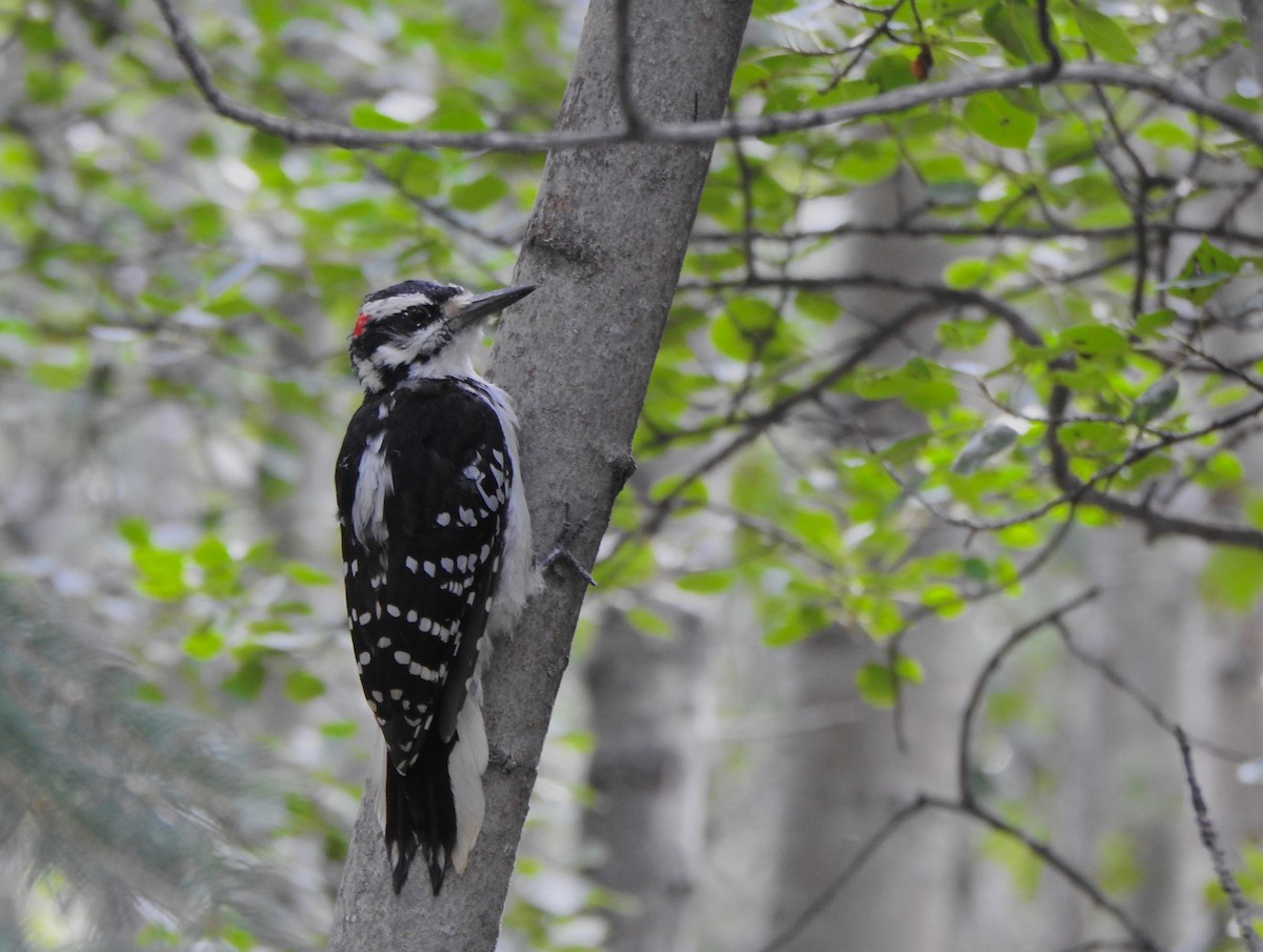 Hairy Woodpecker - Kalin Ocaña