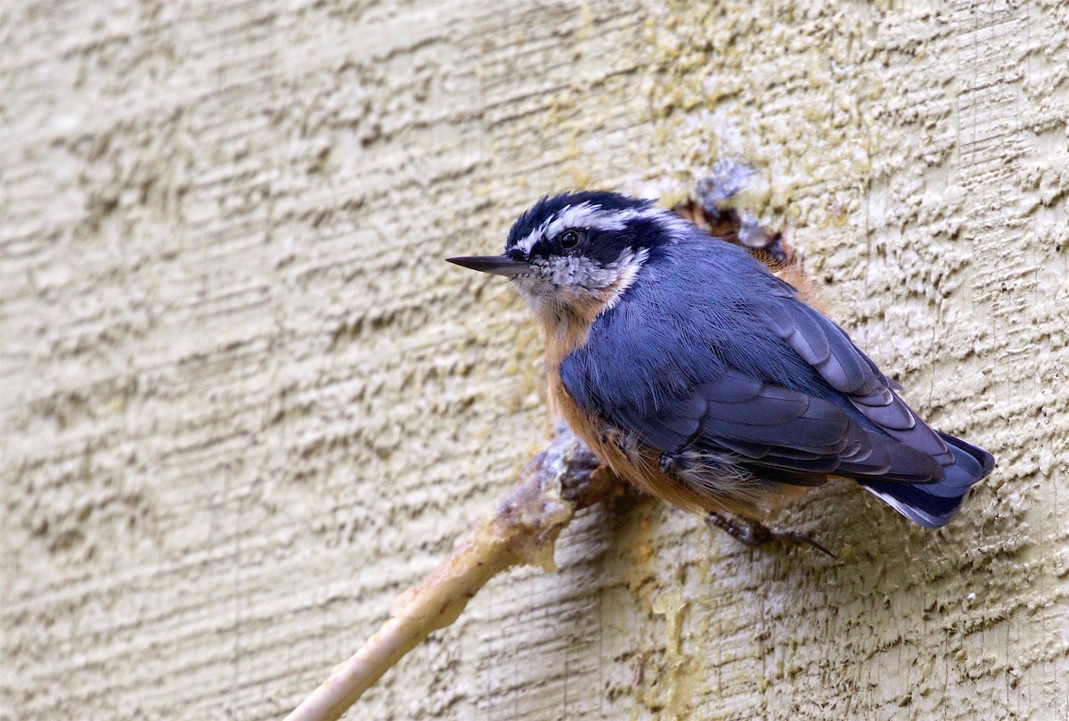 Red-breasted Nuthatch - Kathryn Keith