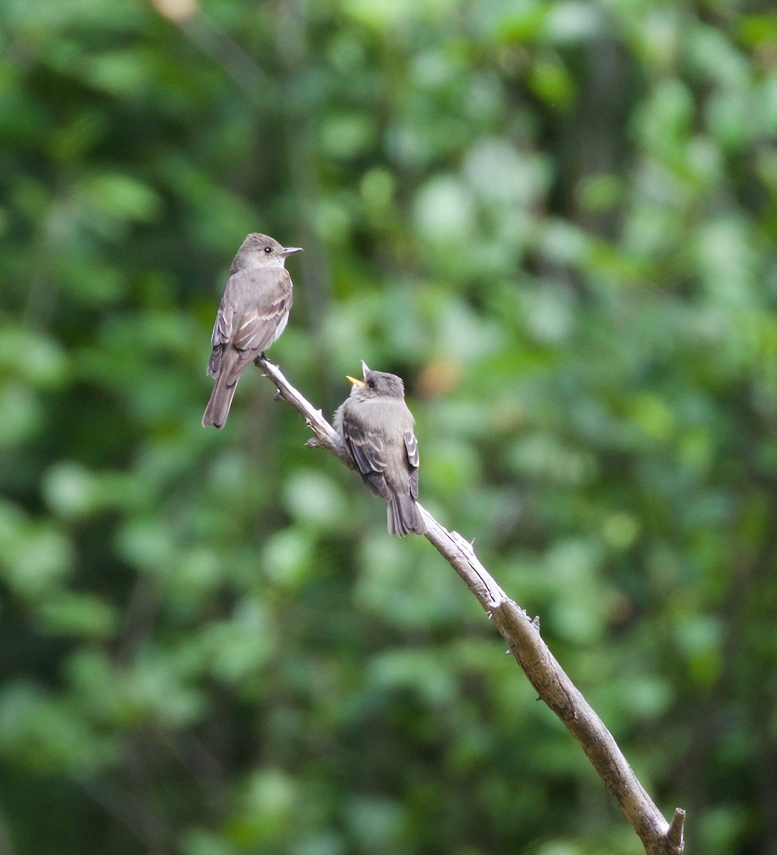 Western Wood-Pewee - Kathryn Keith