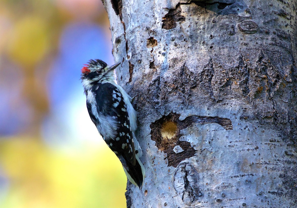 Downy Woodpecker - ML172433641