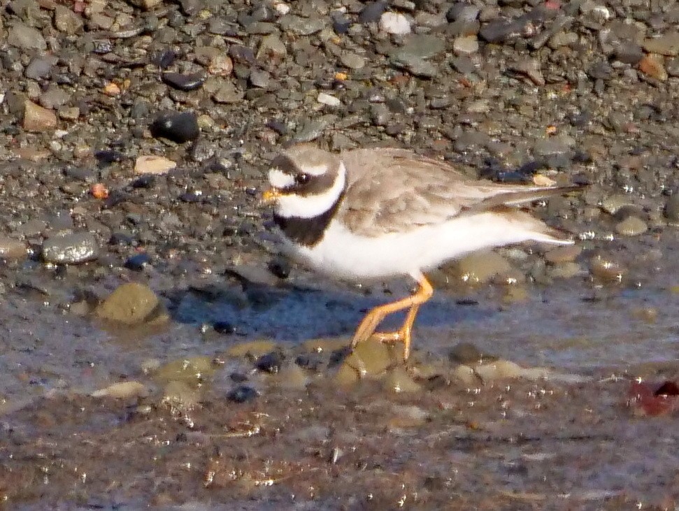 Common Ringed Plover - ML172434451