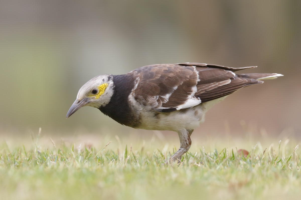 Black-collared Starling - Sharif Uddin