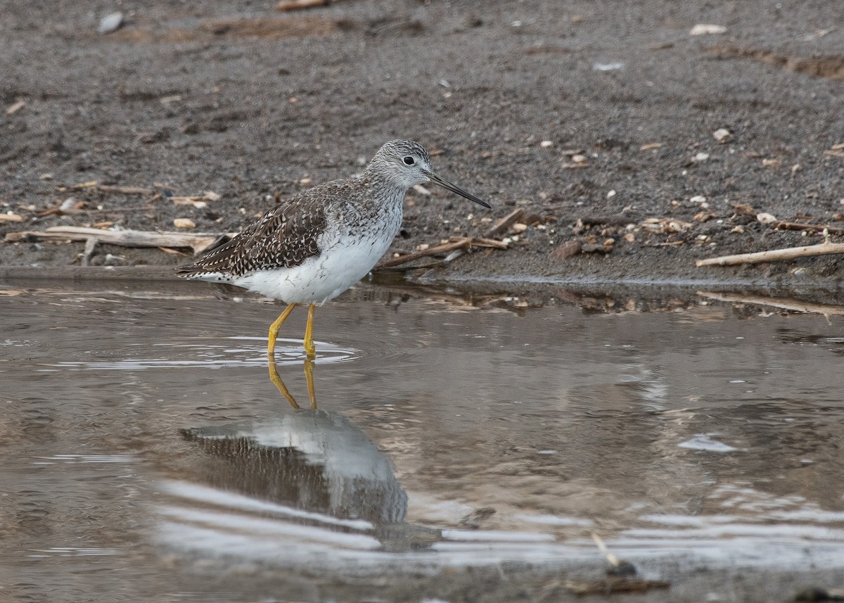 Greater Yellowlegs - VERONICA ARAYA GARCIA