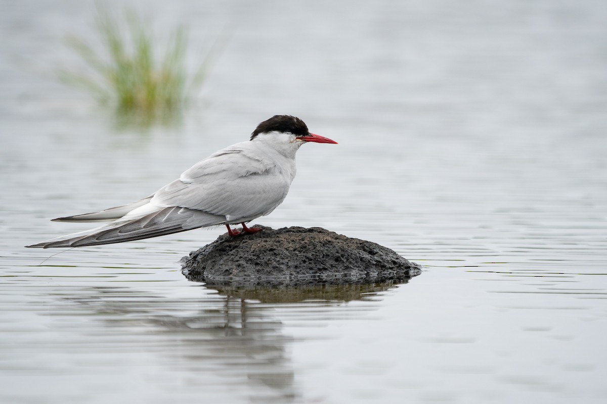 Arctic Tern - Sulli Gibson