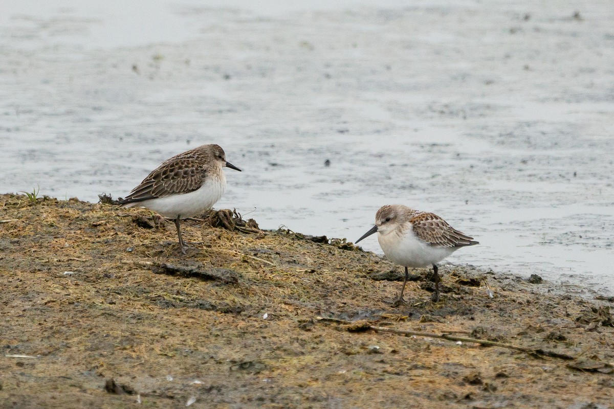 Semipalmated Sandpiper - ML172439301