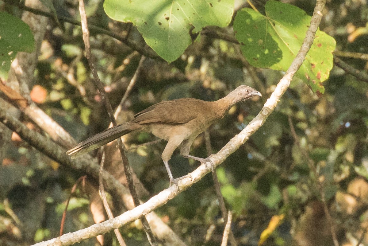 Gray-headed Chachalaca - ML172441401