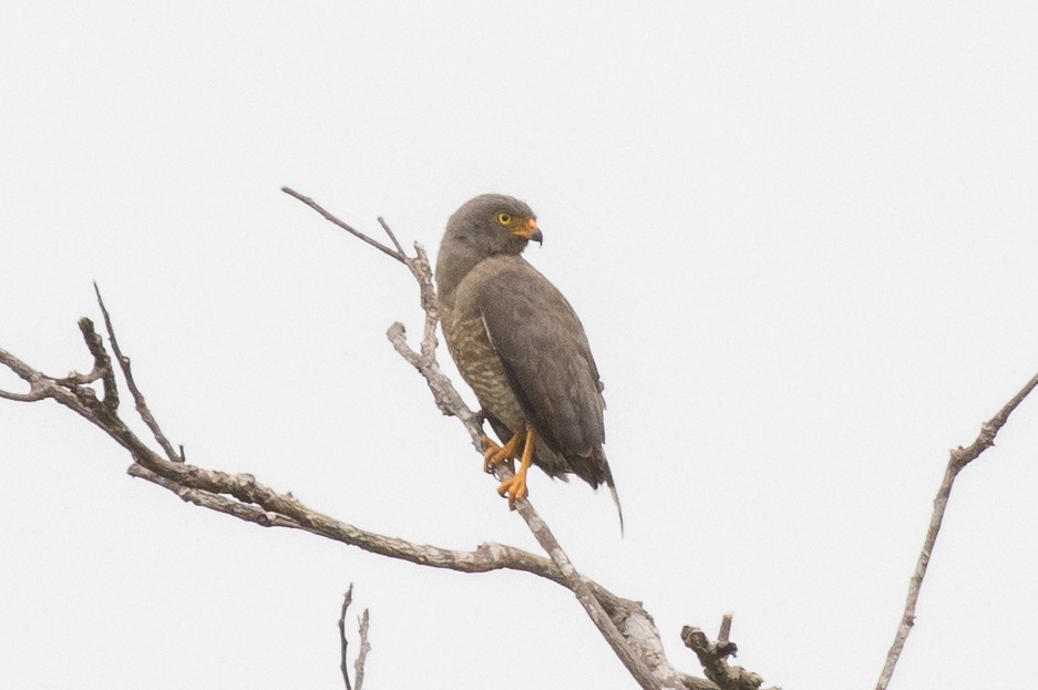 Roadside Hawk - ML172441701