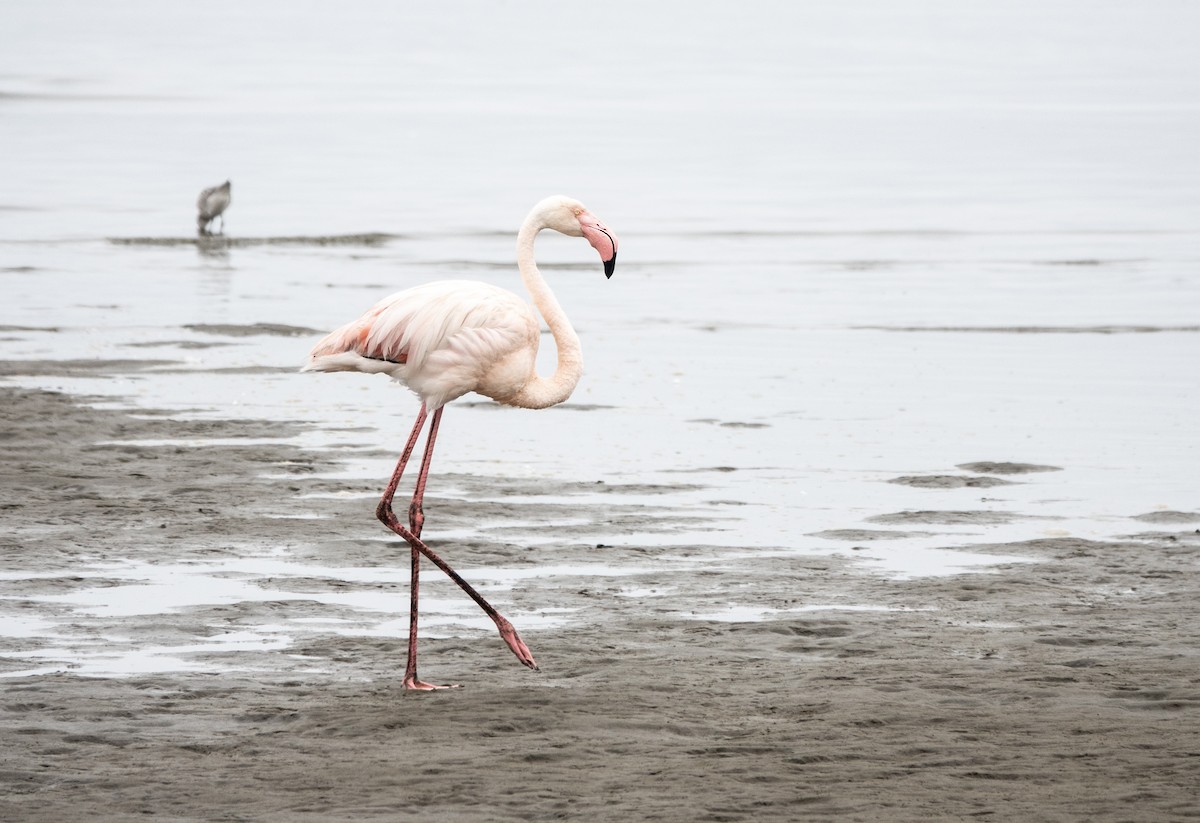 Greater Flamingo - Simon Gorta