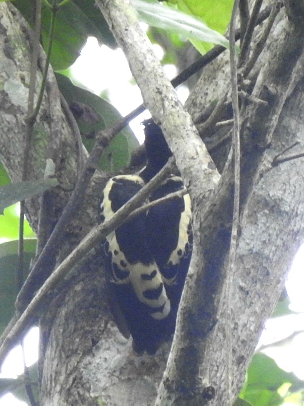 Heart-spotted Woodpecker - Nimali Digo & Thilanka Edirisinghe