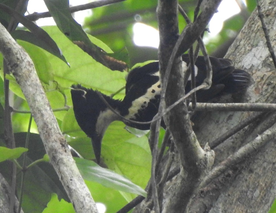 Heart-spotted Woodpecker - Nimali Digo & Thilanka Edirisinghe