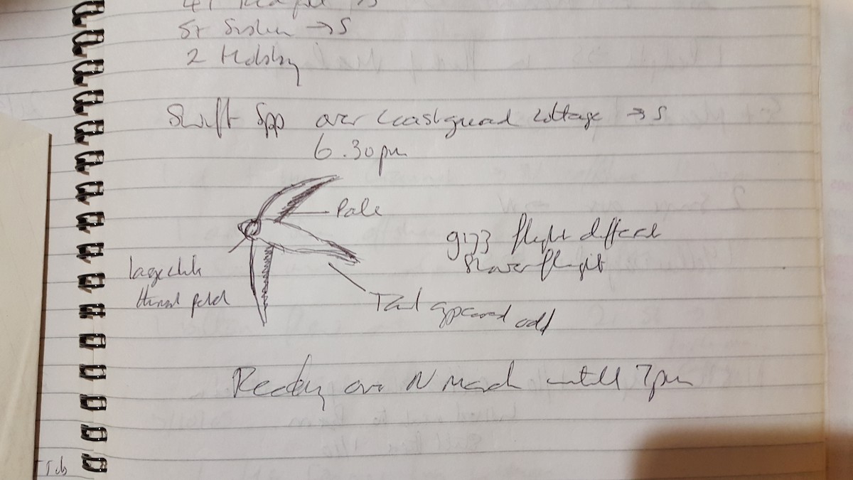 swift sp. - ML172443621