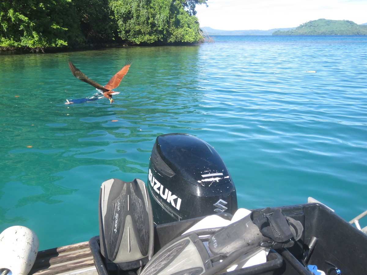 Brahminy Kite - ML172445261