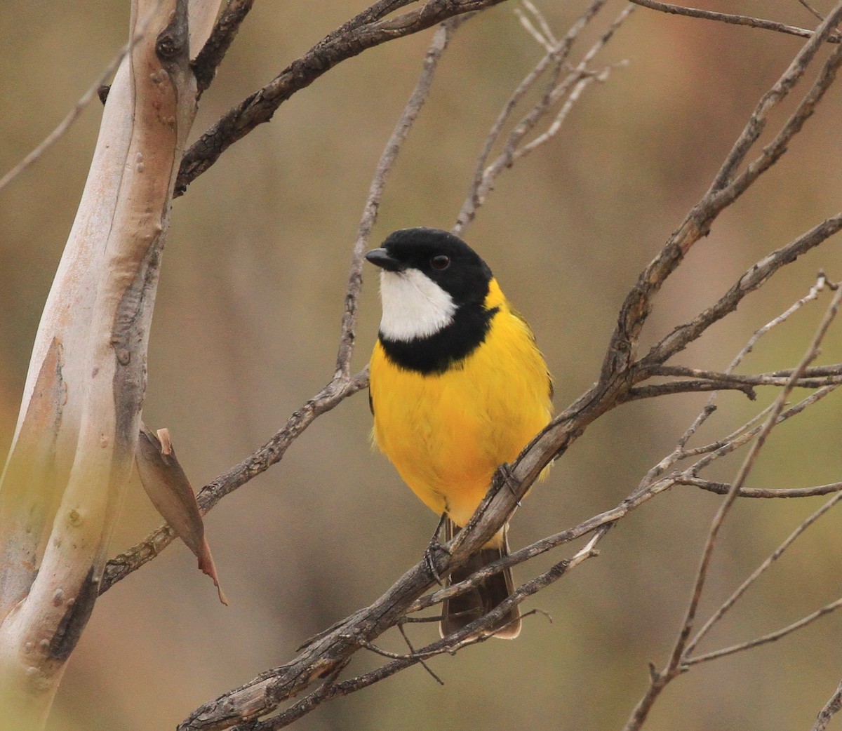 Pachycephala sp. - Peter Sawyer