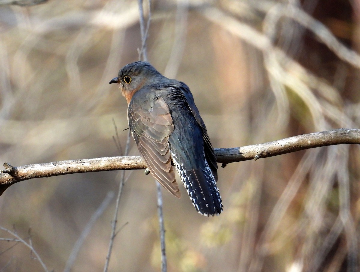 Fan-tailed Cuckoo - ML172446661