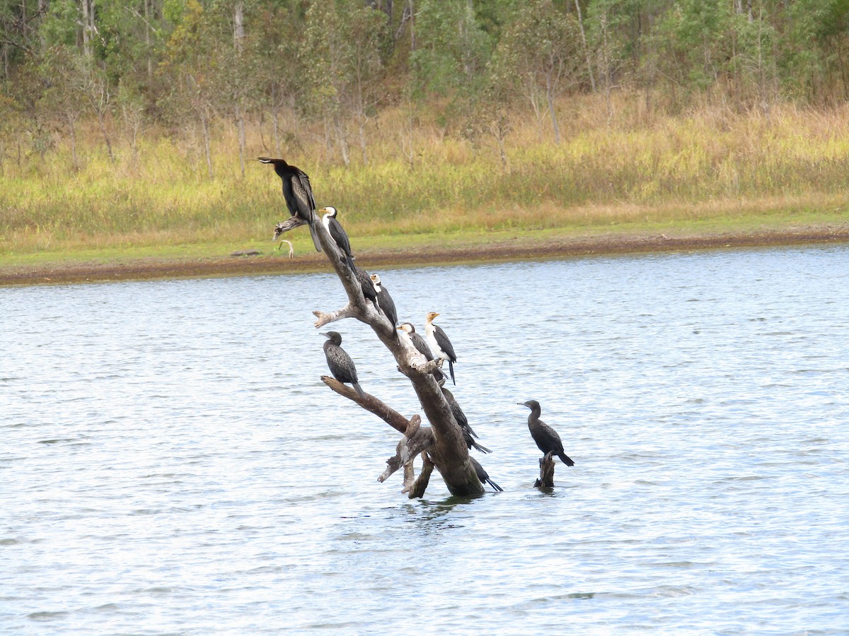 Cormorán Piquicorto - ML172447431