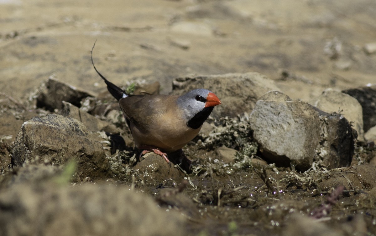 Long-tailed Finch - ML172447501