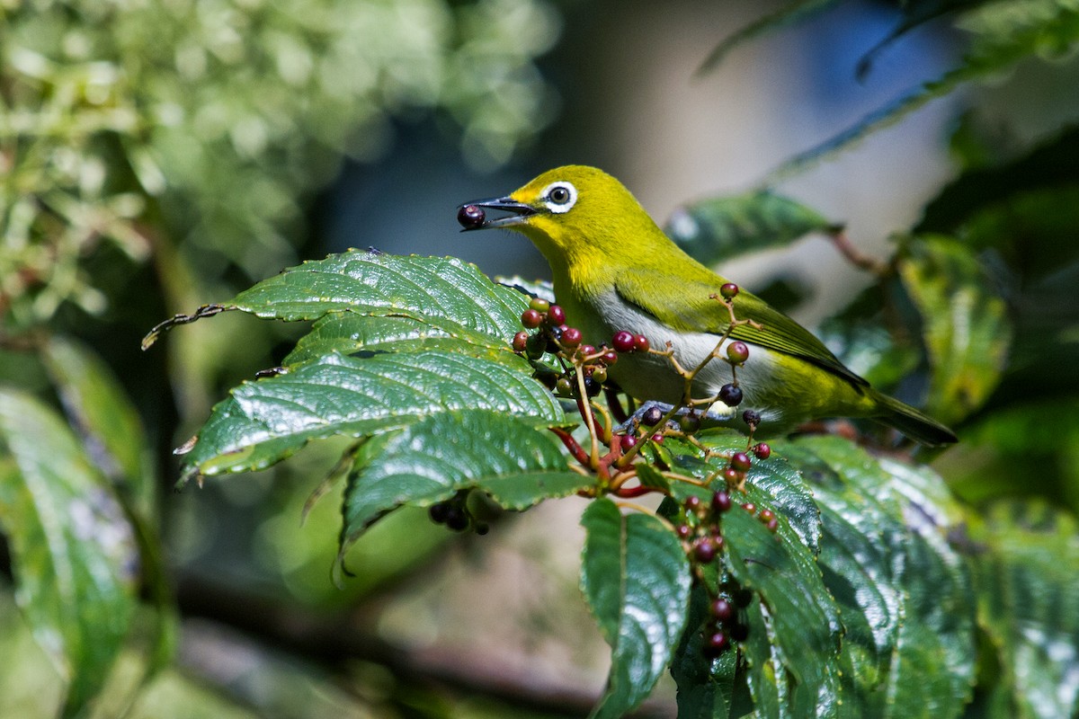 Warbling White-eye - Nick Athanas