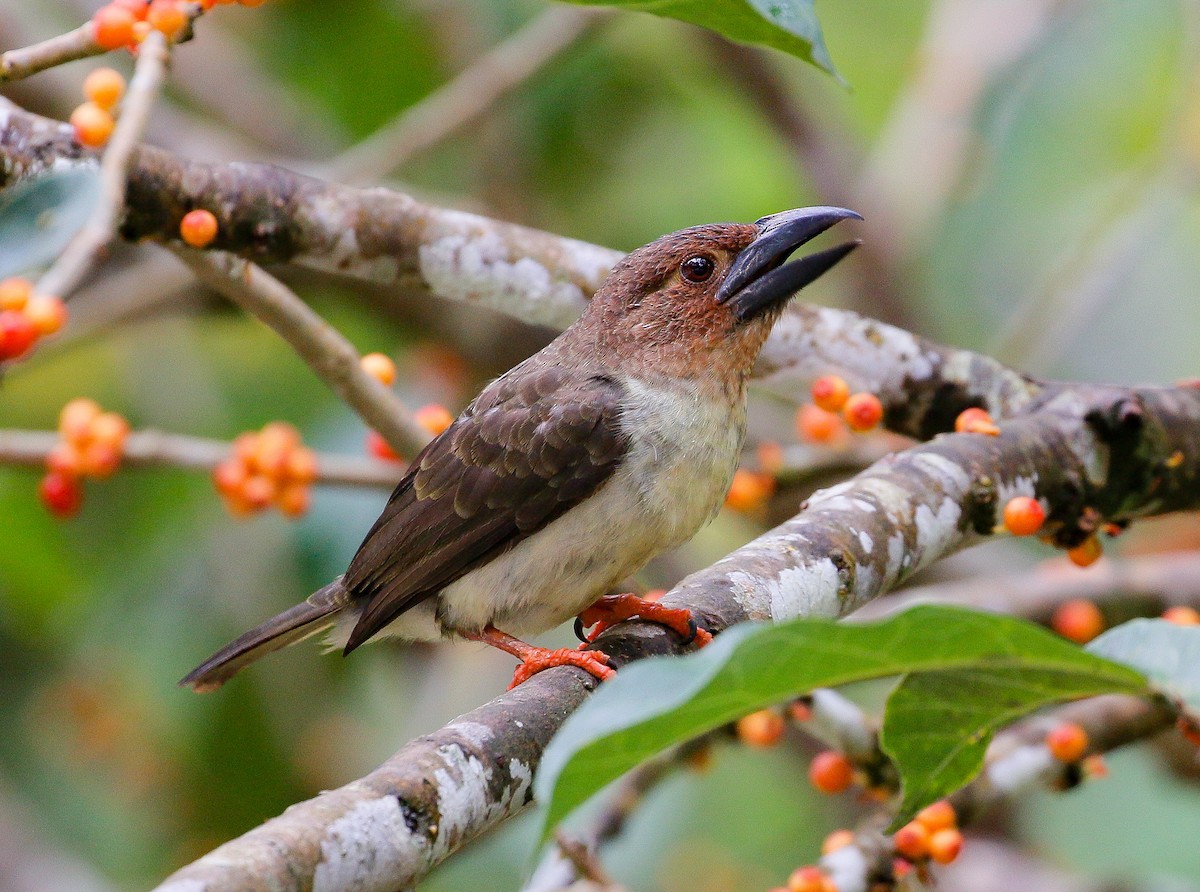 Sooty Barbet - ML172448211