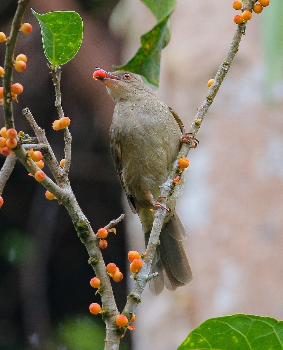 Red-eyed Bulbul - ML172448451