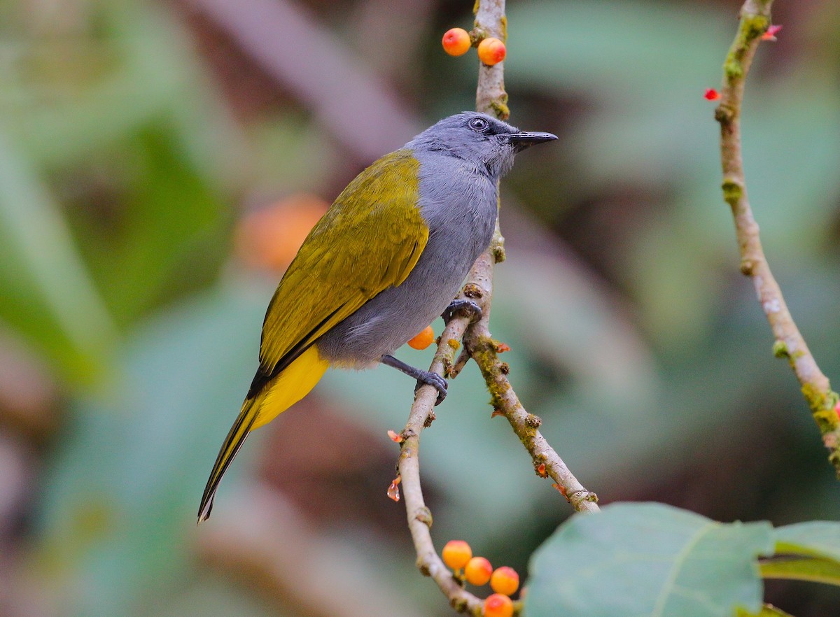 Gray-bellied Bulbul - Neoh Hor Kee