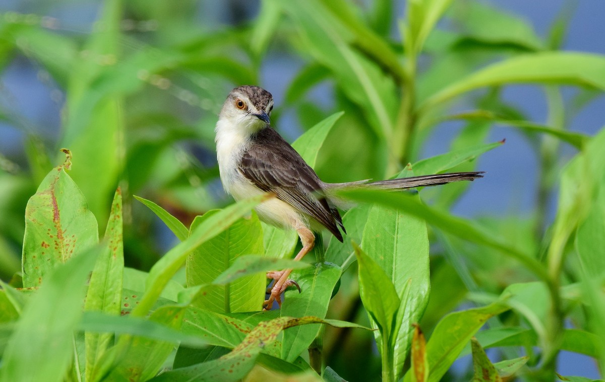 Plain Prinia - mathew thekkethala