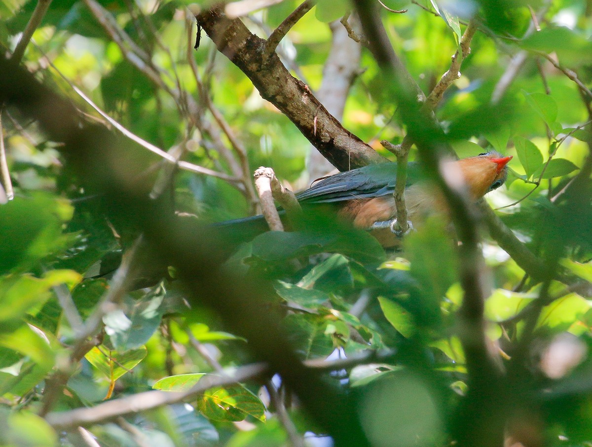 Red-billed Malkoha - ML172449051