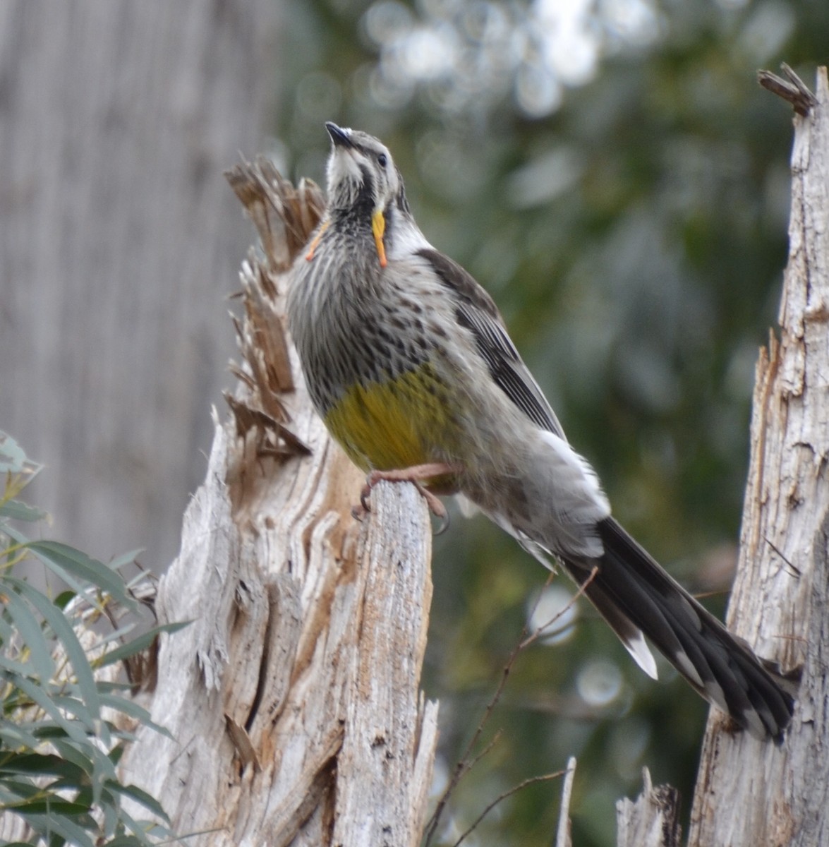 Yellow Wattlebird - ML172449121